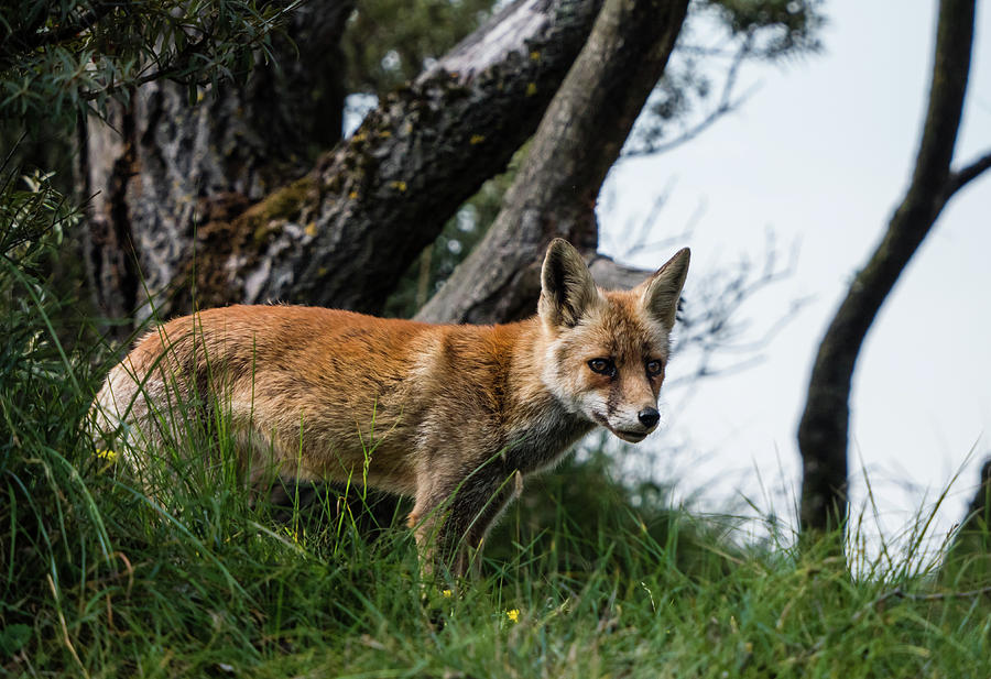 Sideview of a young fox in late summer looking down from a hill ...