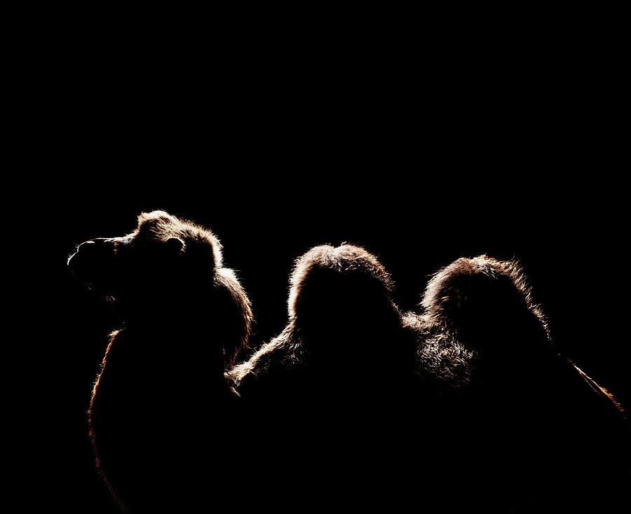 Sideview Of Camel Photograph by Henrik Sorensen