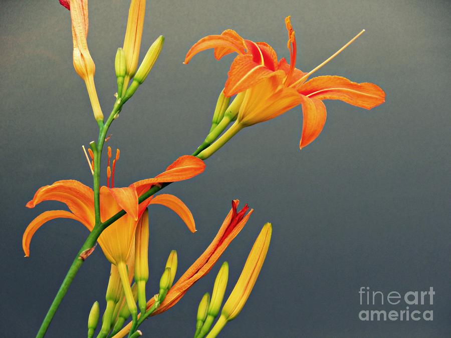 Lily Photograph - Sidewalk Lilies by Sarah Loft