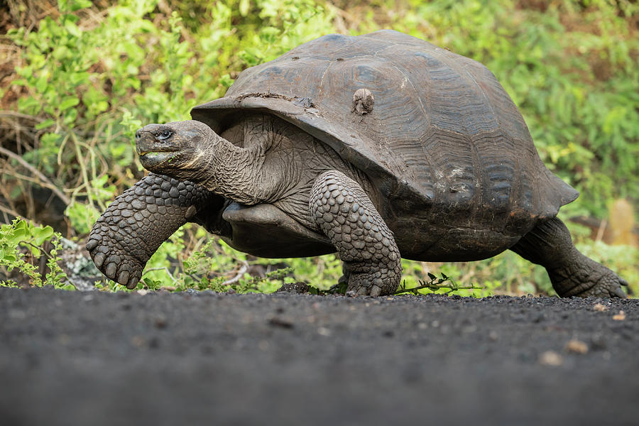 Sierra Negra Giant Tortoise Walking, Isabela Island, Galapagos ...