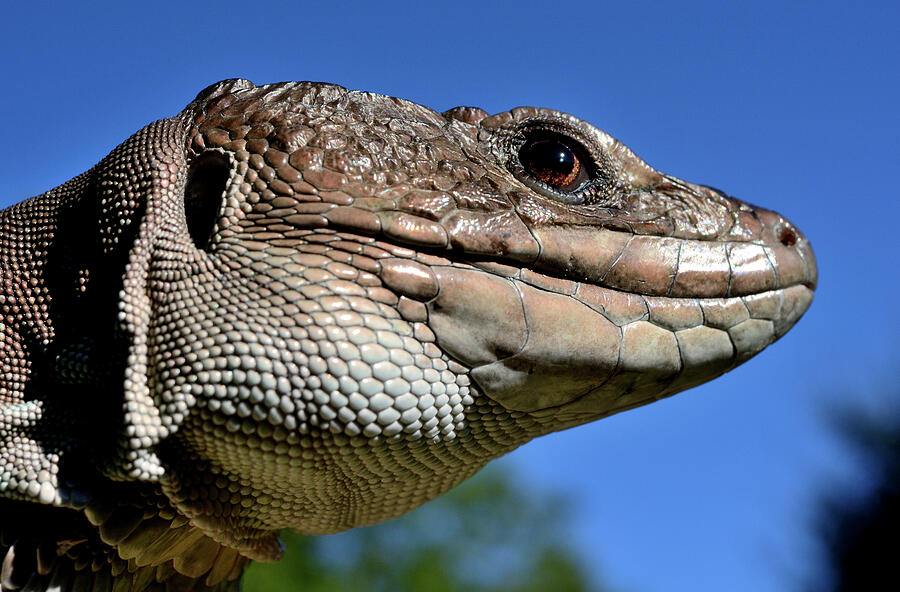 Sierre Nevada Lizard Captive, Andalusia. Endemic To Photograph by ...