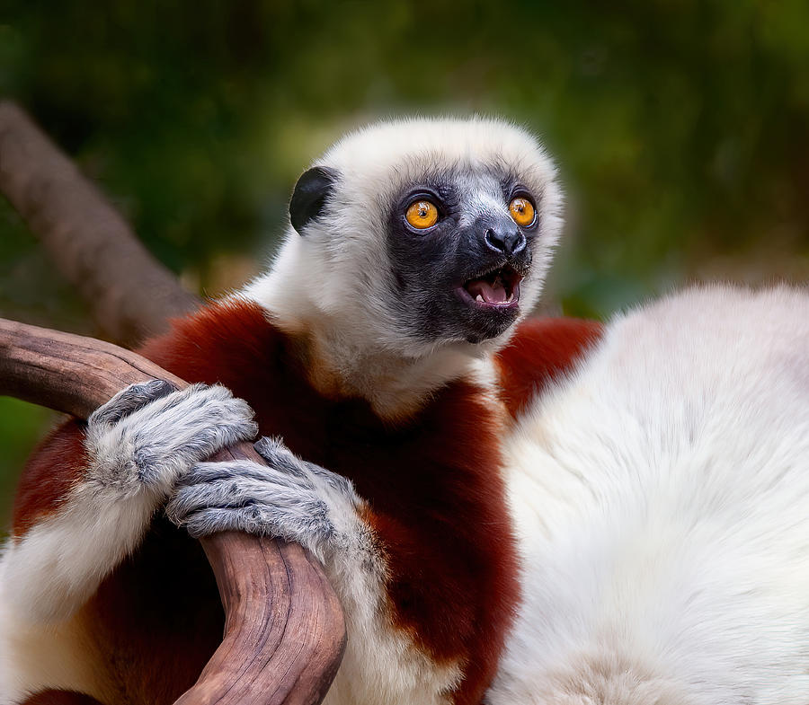 Tree Photograph - Sifaka: Cry In The Wild by Miary Andria