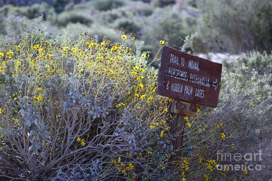Wildlife Photograph - Sign Marking Trails At Coachella Wildlife Preserve by Colleen Cornelius