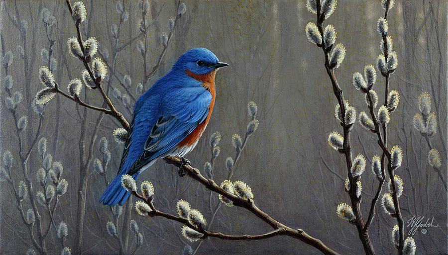 Signals Of Spring - Eastern Bluebird Painting by Wilhelm Goebel - Fine ...