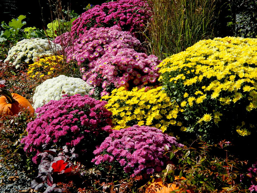 Signs of Autumn - Mums Photograph by Arlane Crump - Fine Art America