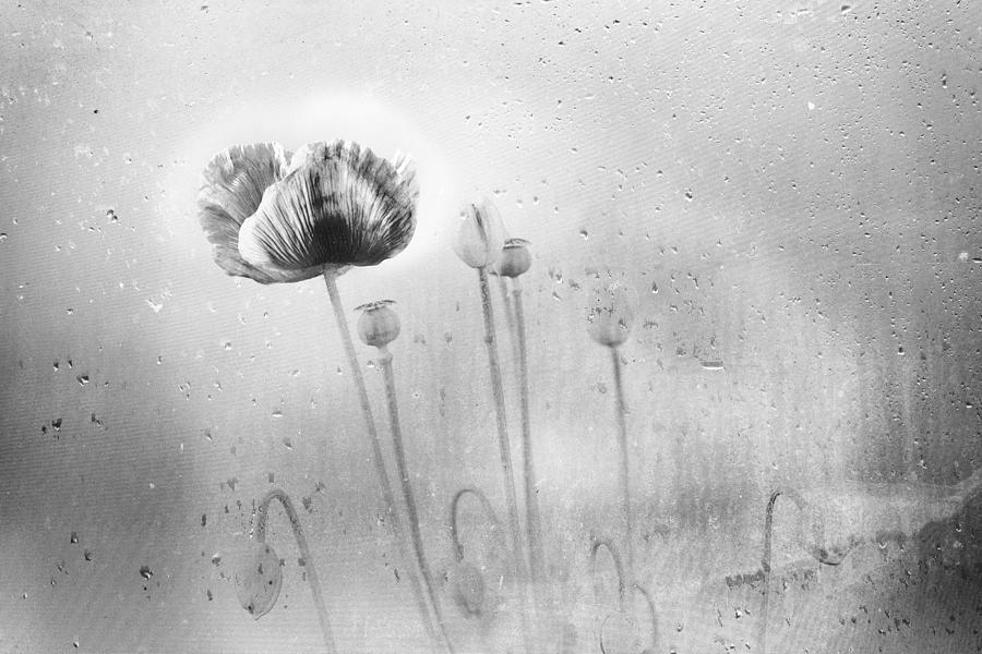 Poppy Photograph - Signs Of Spring by Ina Tnzer