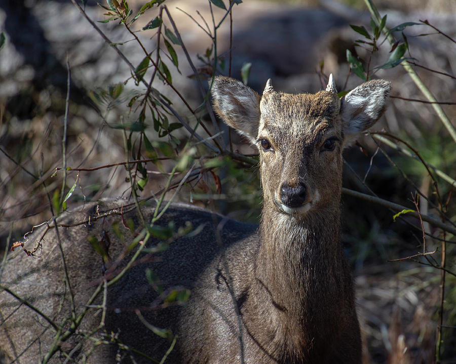 Sika Deer Photograph by Alan Raasch