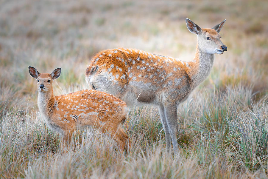 Sika Deer Photograph by Simoon - Fine Art America