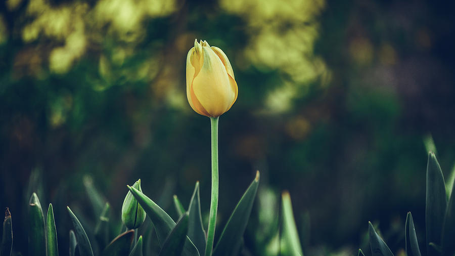Silence is Golden by DHEERAJ MUTHA Silence is Golden by DHEERAJ MUTHA