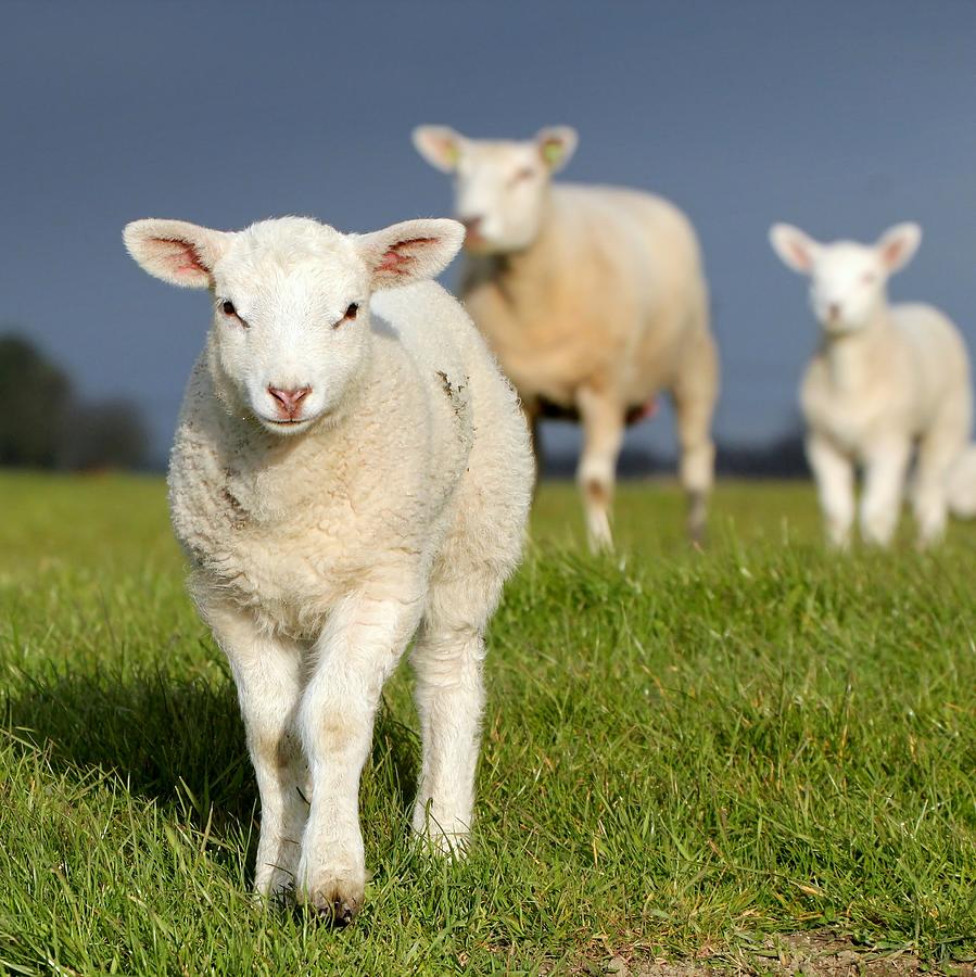 Silence Of Lambs Photograph by Ger Bosma
