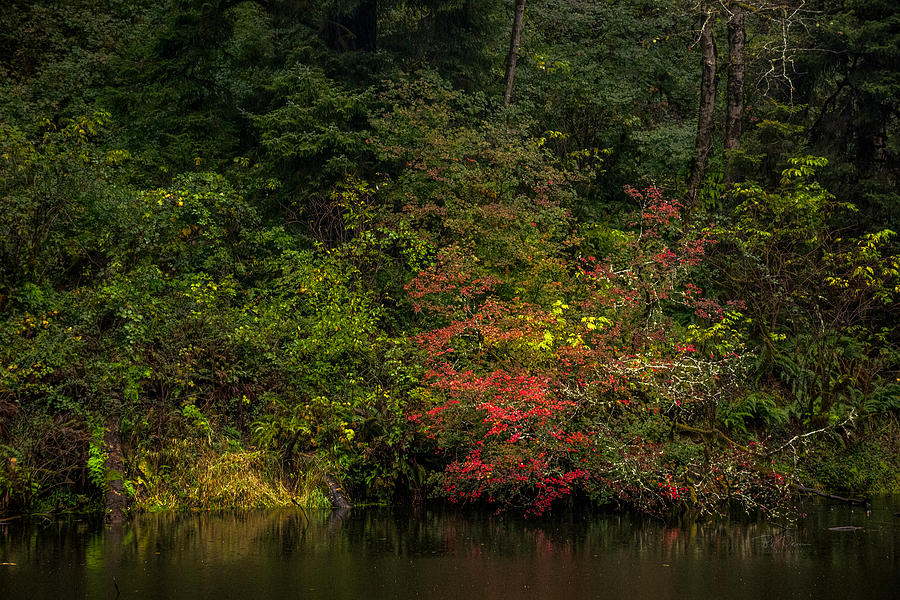 Silent Autumn Photograph by Bill Posner