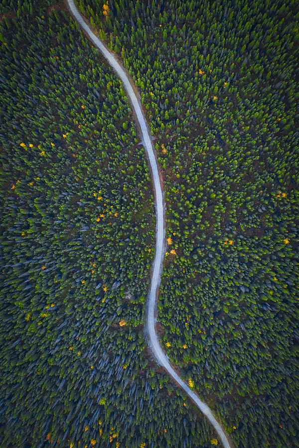 Tree Photograph - Silent Creek by Michael Zheng