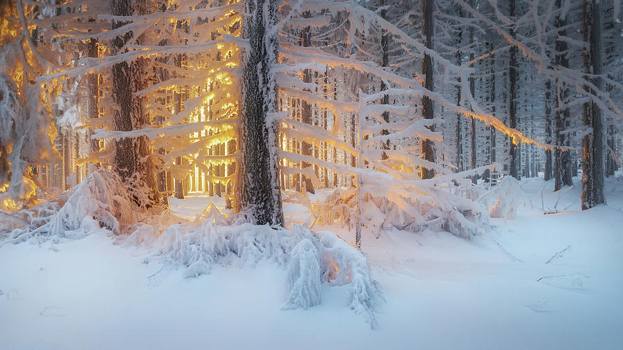 Winter Photograph - Silent Dream by Burger Jochen