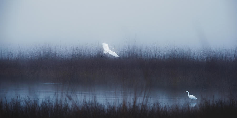 Egret Photograph - Silent Melodies by Swapnil.