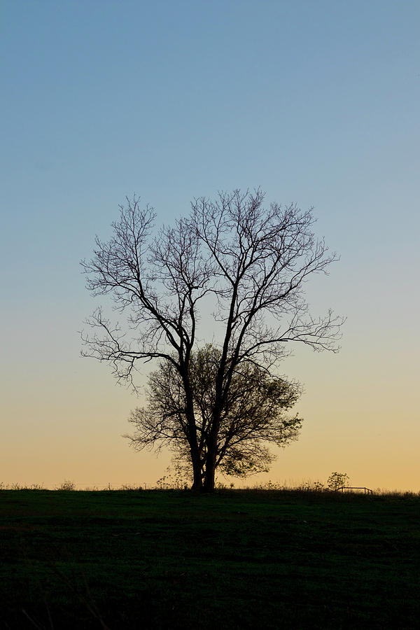 Tree Photograph - Silent Trees by Seth Love