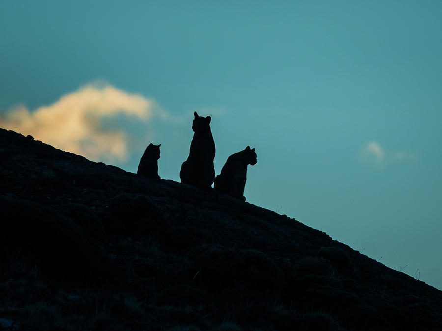 Cat Photograph - Silhouette At Sunrise, Pumas (puma by Ralph Lee Hopkins