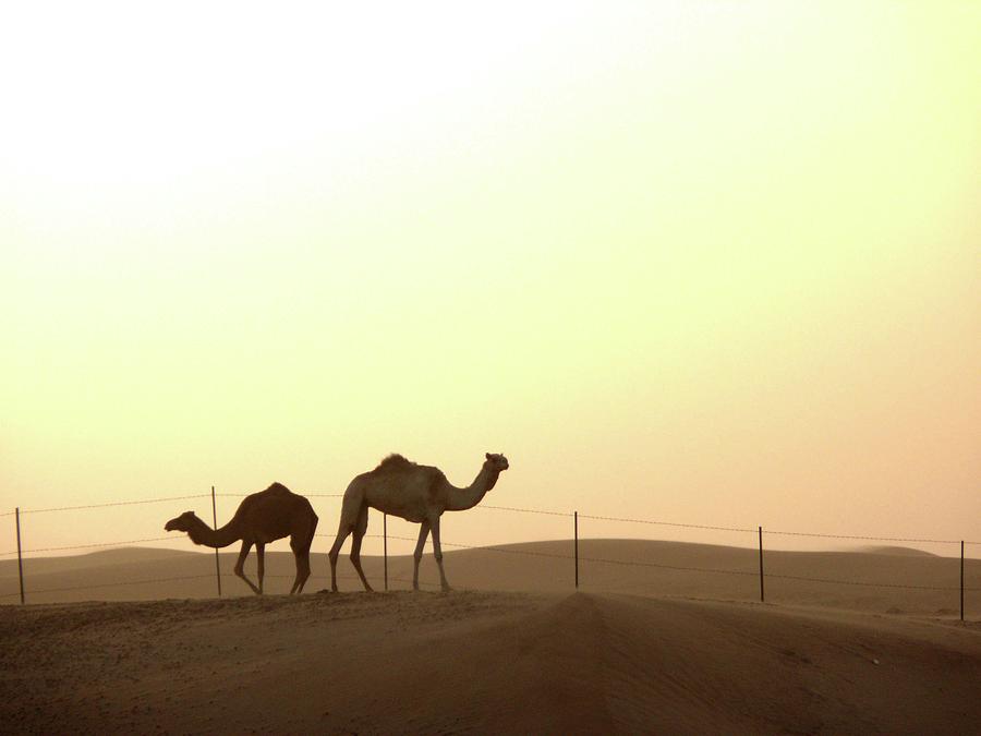 Silhouette Camels Photograph by Christina Børding