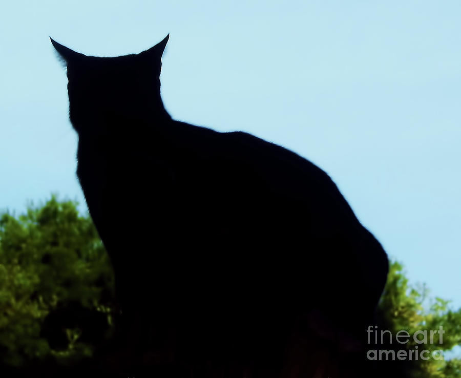 Silhouette Cat Photograph by D Hackett