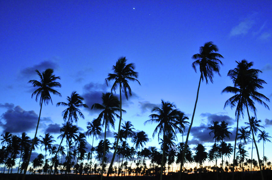 Silhouette Coconut Tree At Sunset Photograph by Gferreirajr