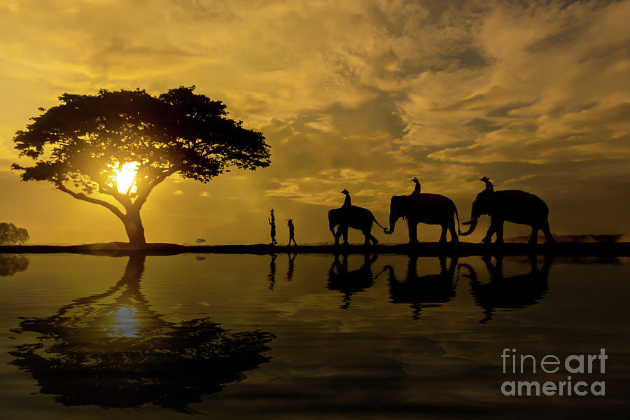 Silhouette Elephant At Sunrise Photograph by Visoot Uthairam
