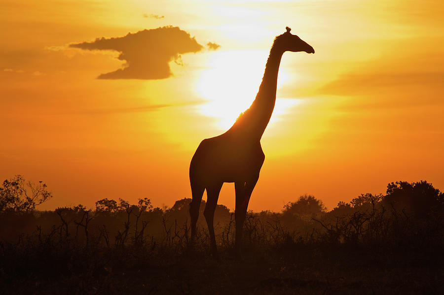 Silhouette Giraffe At Sunset Photograph by Joost Notten