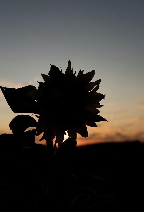 Silhouette in the sun by Nick Mares Silhouette in the sun by Nick Mares