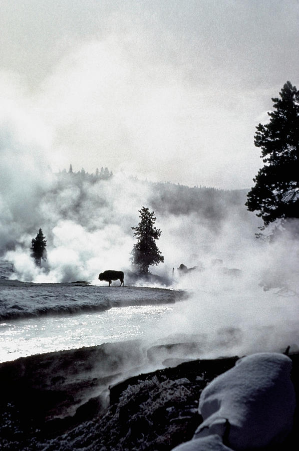 Silhouette Of A Buffalo, Yellowstone Photograph by Medioimages/photodisc