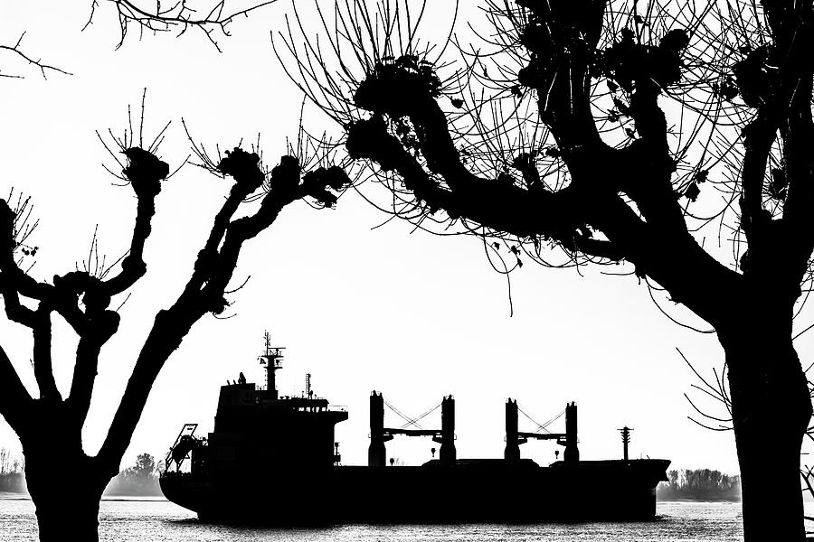 Silhouette Of A Cargo Ship On The Elbe, Framed By Striking Trees, Hamburg, Germany Photograph by Helge Bias