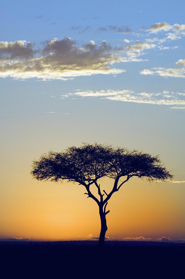 Silhouette Of A Lone Tree At Sunrise- Photograph by Daryl Balfour