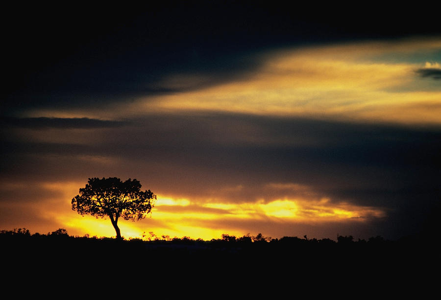 Silhouette Of A Tree At Sunset Photograph by Medioimages/photodisc