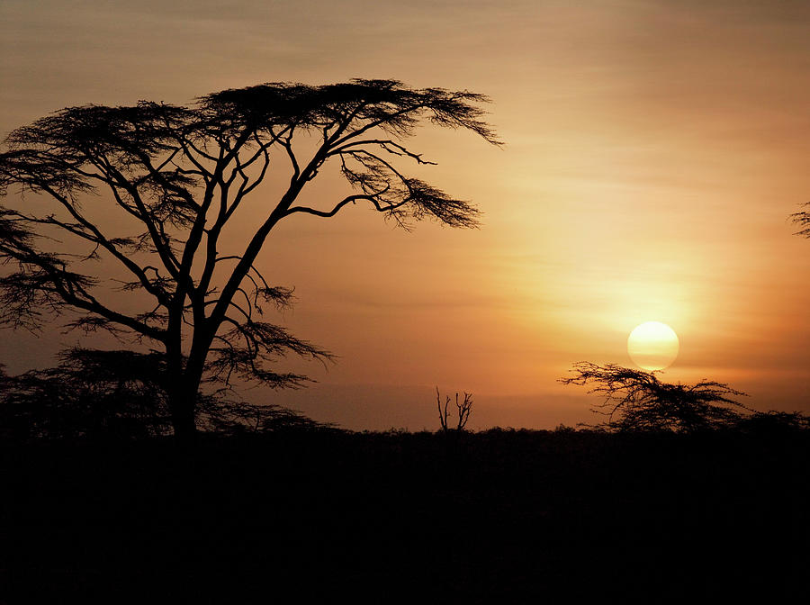 Silhouette Of Acacia Tree At Sunset Near The Village Of Oyaratta ...