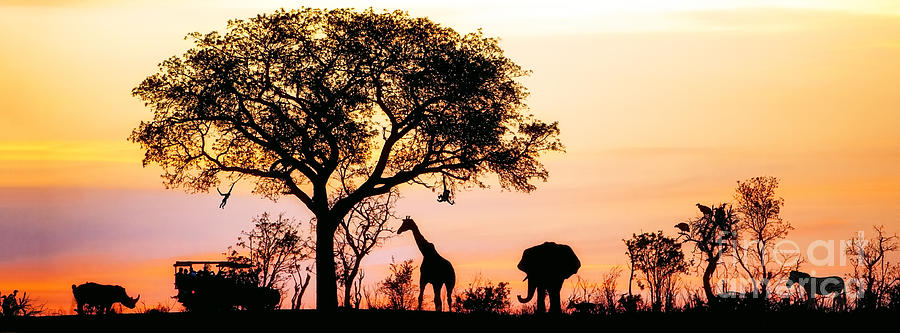 Silhouette Of African Safari Scene Photograph by Susan Schmitz