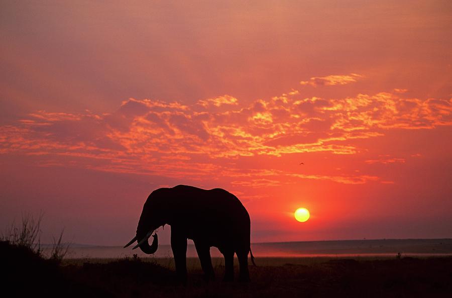 Silhouette Of An African Elephant Photograph by Federico Veronesi