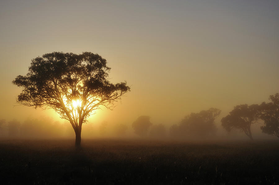 Silhouette Of Australia Landscape Tree Photograph by Keiichihiki