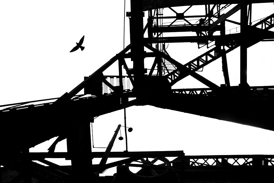 Silhouette Of Bird Flying From Bridge Photograph by Spencer Grant