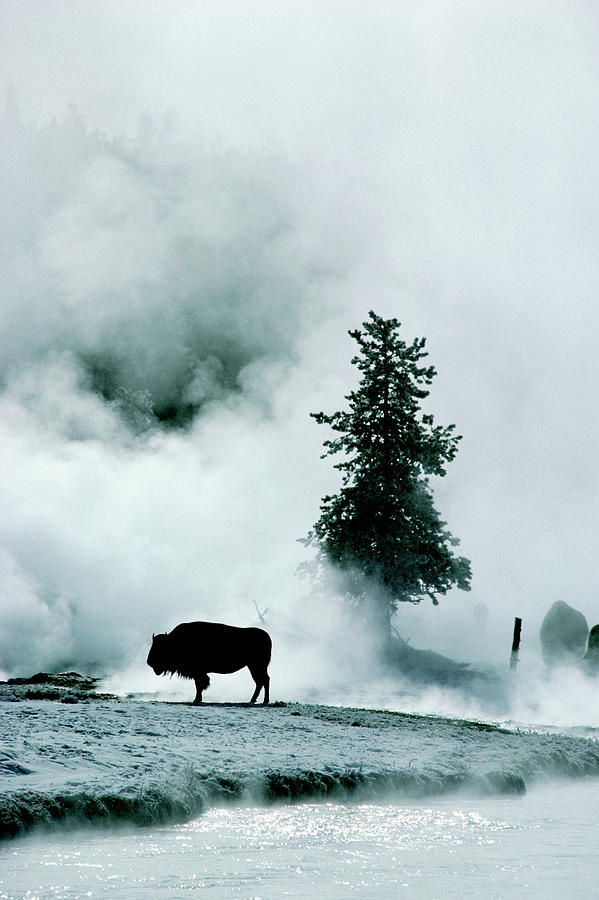 Silhouette Of Buffalo In Winter In Photograph by Medioimages/photodisc