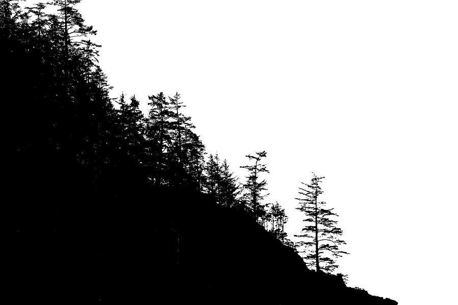 Silhouette of conifers on coastal headland Photograph by Steve Estvanik
