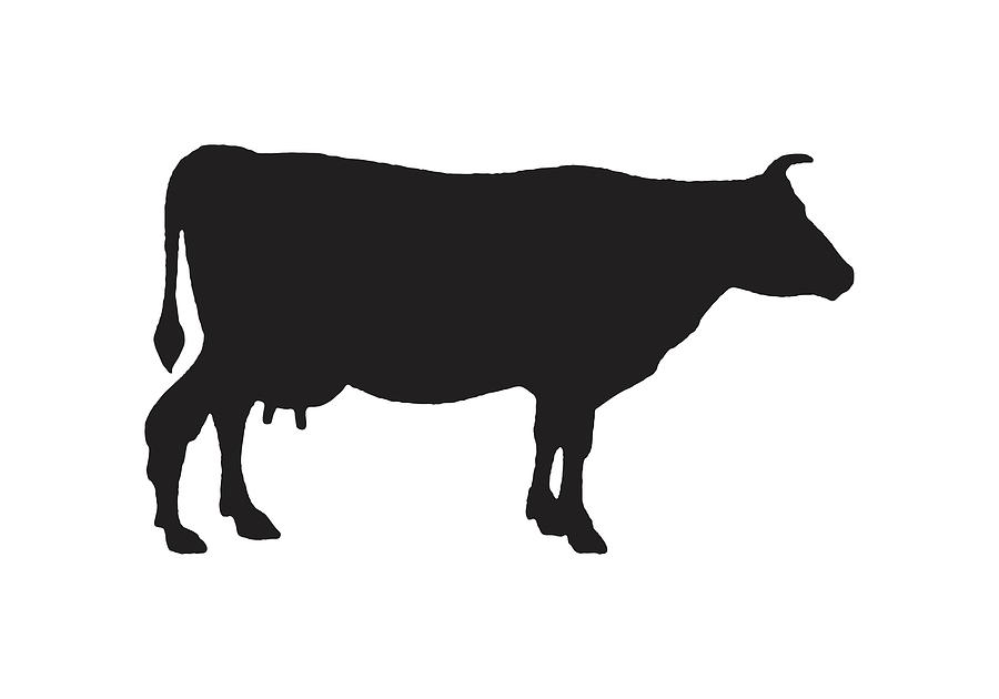 Silhouette of Cow Drawing by CSA Images - Fine Art America