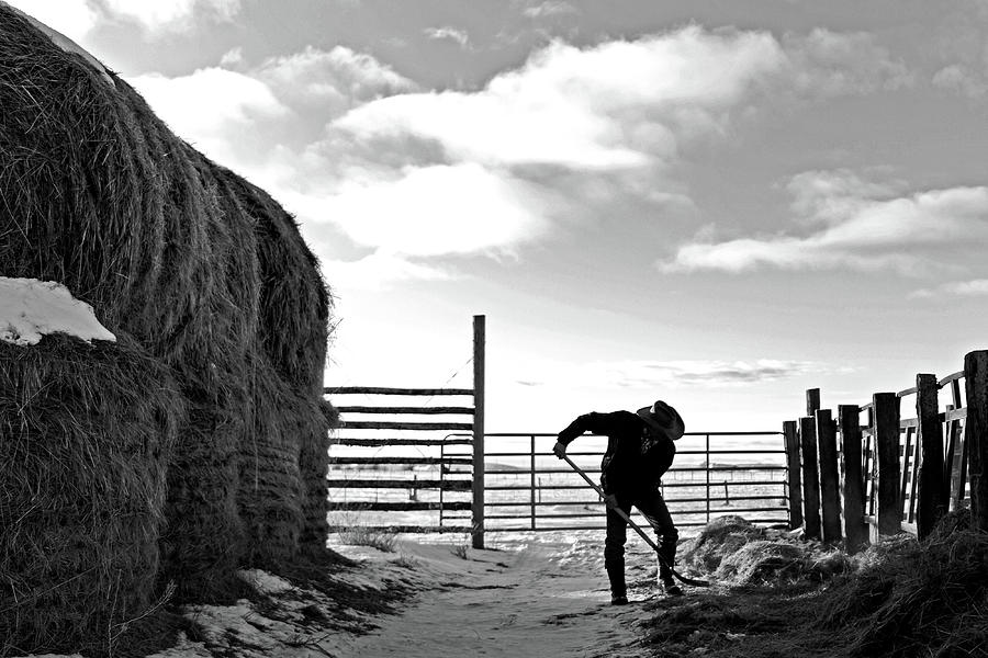 Silhouette of Cowboy breaking hay  Photograph by Julieta Belmont