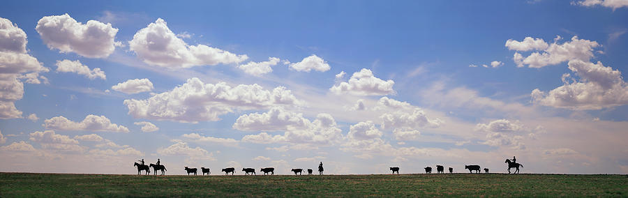 Silhouette Of Cowboys With Cows On Ridge Photograph by Timothy Hearsum