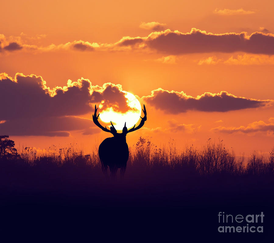 Silhouette of deer against sunset by Svetlana Foote