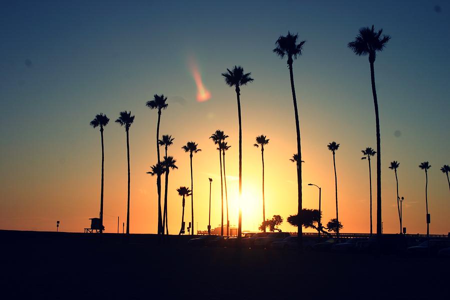 Silhouette Of Palm Trees At Sunset Photograph by Photo By Natalie Wilson