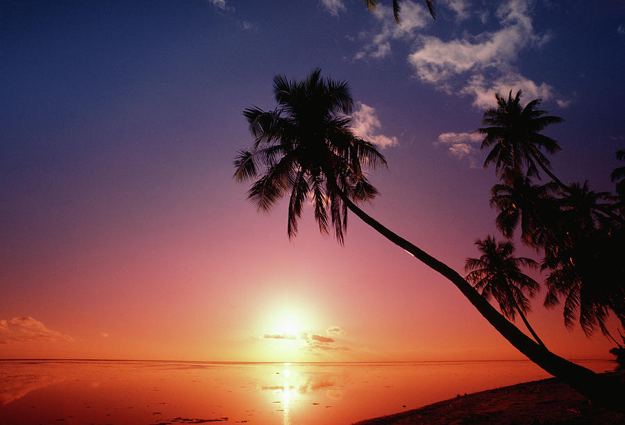 Silhouette Of Palm Trees, Tahiti Photograph by Kevin Forest
