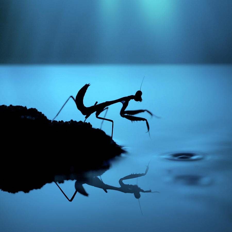 Silhouette Of Praying Mantis On Blue Photograph by Twomeows