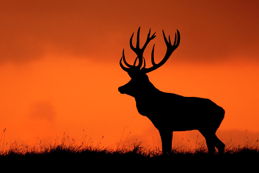 Silhouette Of Red Deer Stag At Sunset, Dyrehaven, Denmark Photograph By 