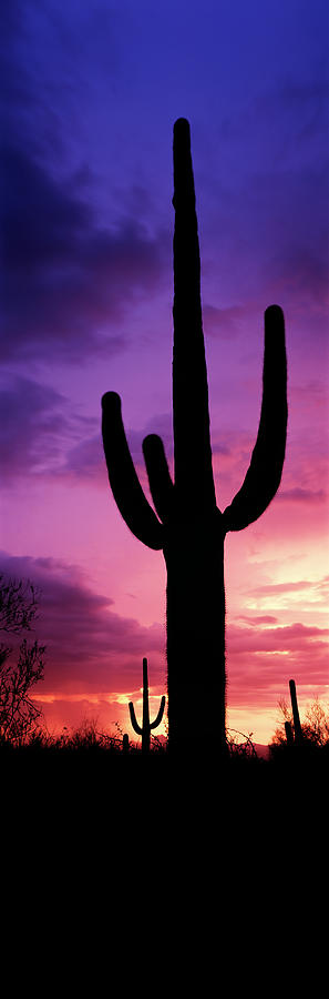 Silhouette Of Saguaro Cactus Photograph by Panoramic Images