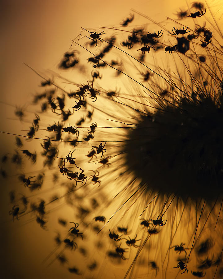 Insects Photograph - Silhouette Of The Baby Spiders by Fauzan Maududdin
