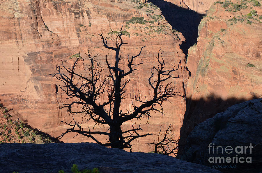 Silhouette Tree Against Canyon De Chelly Cliff Wall Photograph by Debby Pueschel