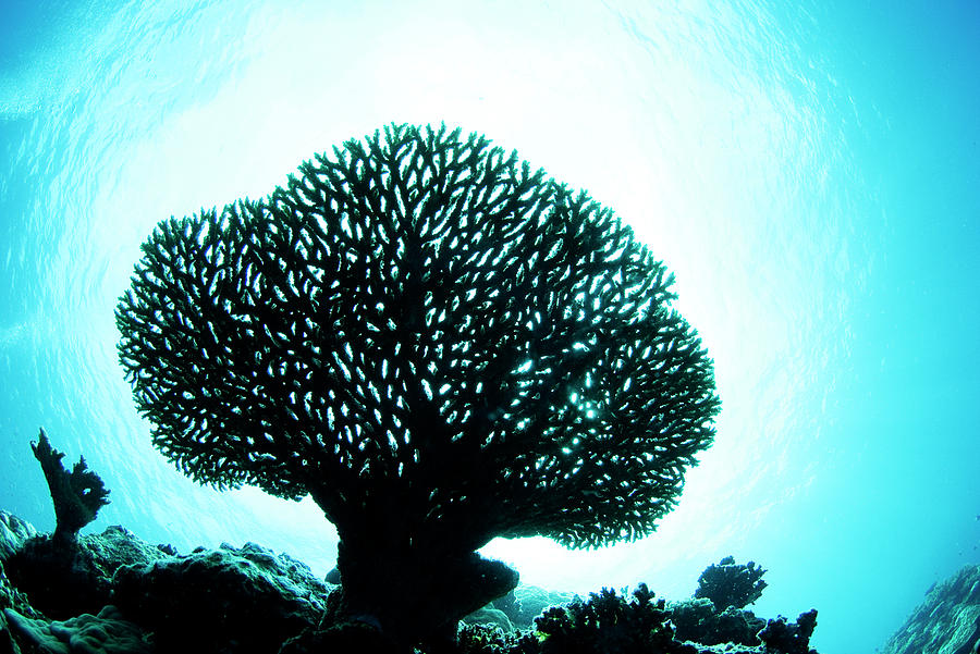 Silhouetted Coral Photograph by Yusuke Okada/a.collectionrf