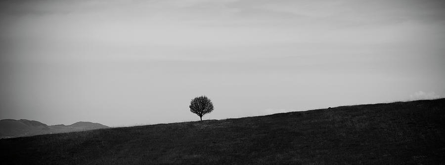 Silhouetted Lone Tree Stands On A Hill Photograph by James Braund